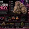 black cherry candy strain