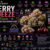 cherry squeeze strain
