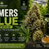 elmers glue strain