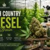 high country diesel strain