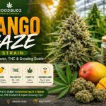 mango haze strain