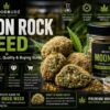 moon rock weed