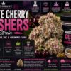 white cherry gushers strain