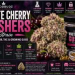 white cherry gushers strain