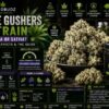 white gushers strain indica or sativa